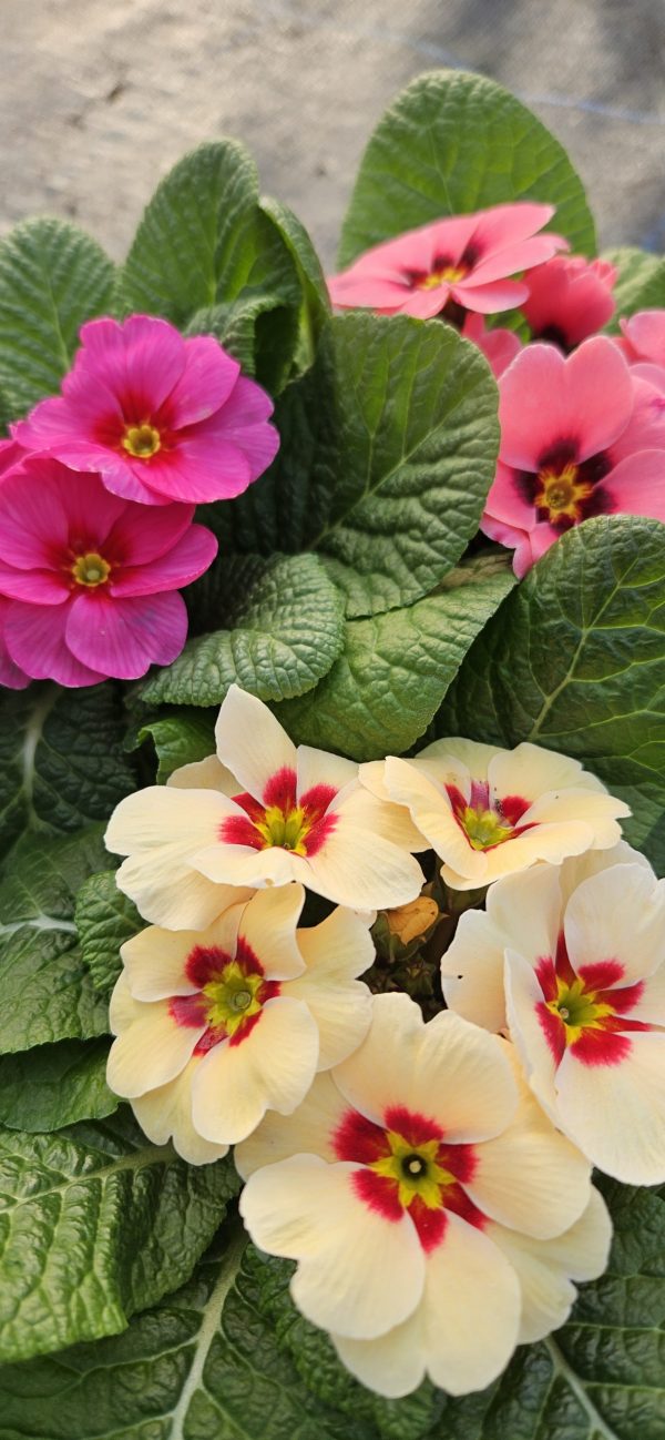 Primula 'Raesberry Mix'