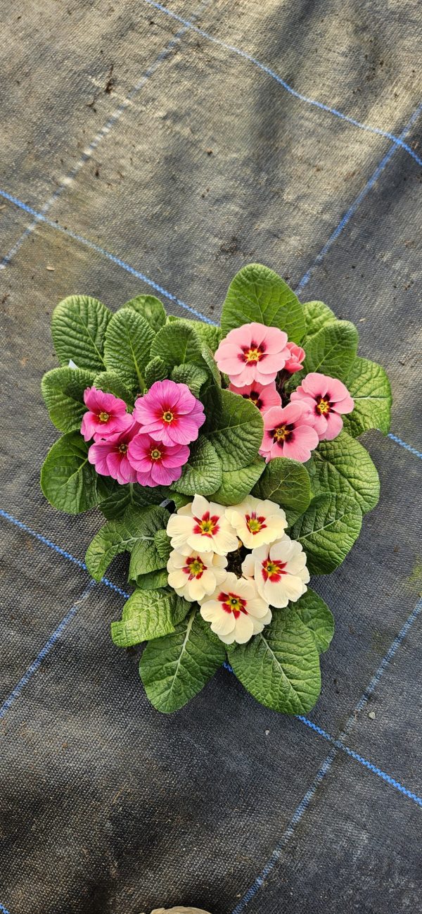 Primula 'Raesberry Mix'