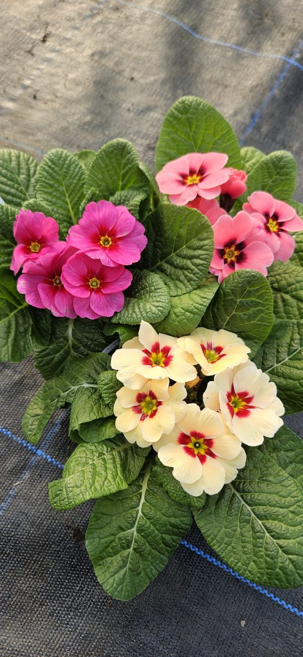 Primula 'Raesberry Mix'