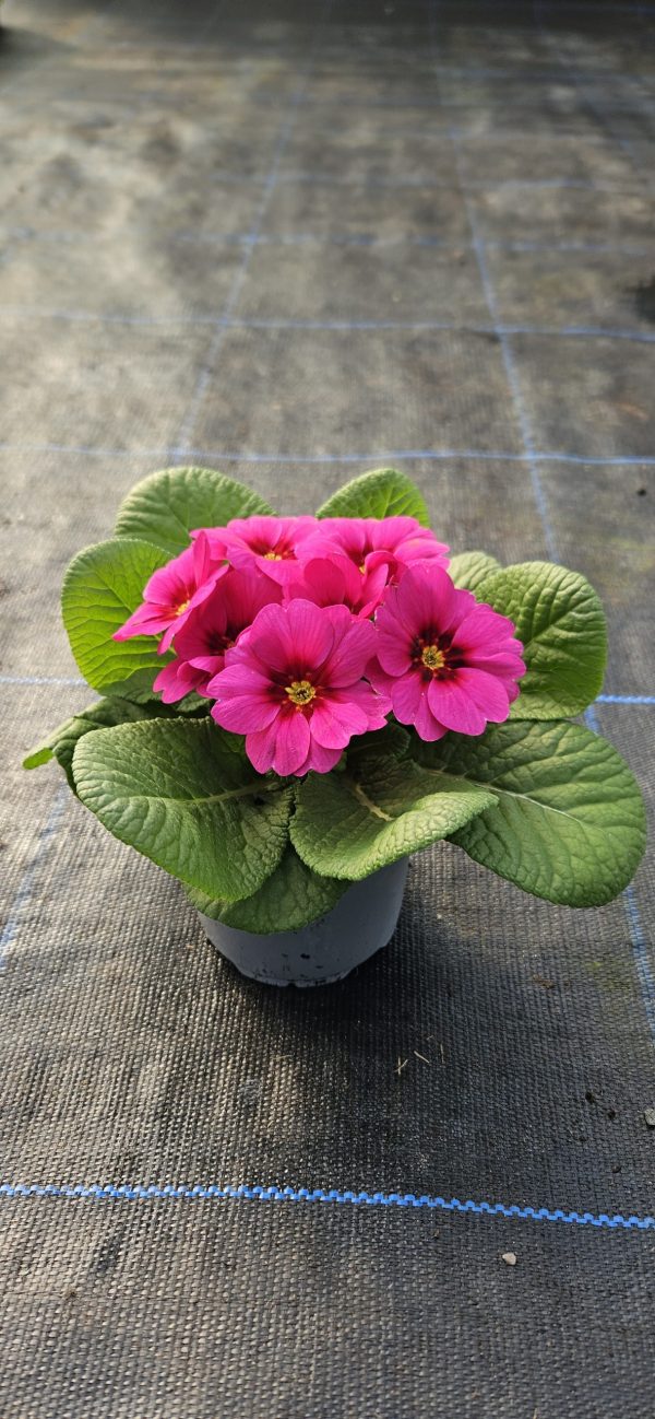 Primula 'Raesberry Rose'