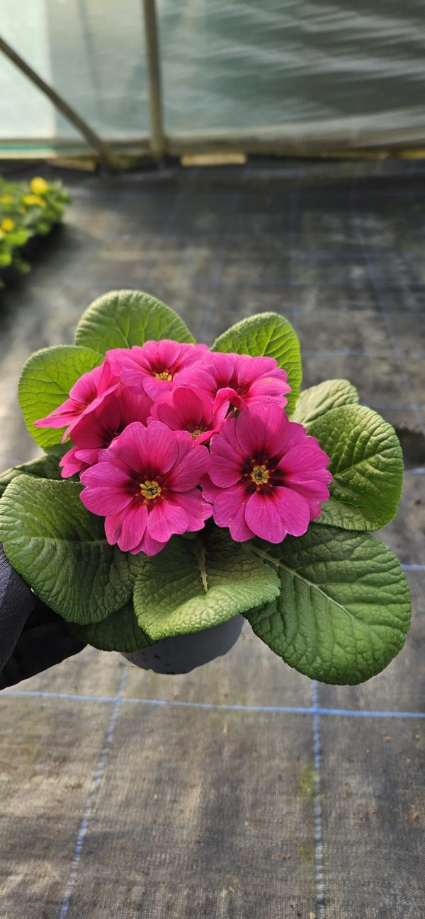Primula 'Raesberry Rose'