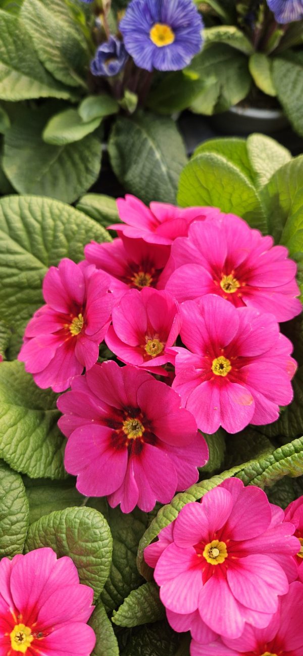Primula 'Raesberry Rose'