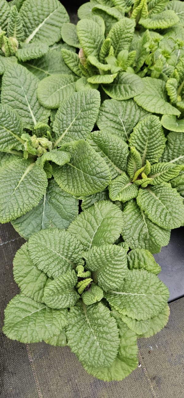 Primula 'Ringo Star'