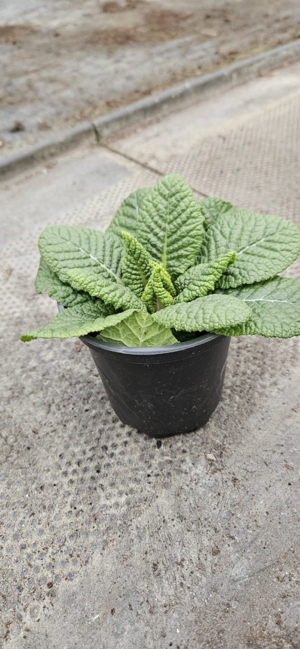 Primula 'Ringo Star'