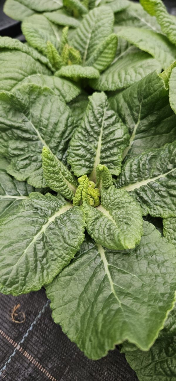 Primula 'Ringo Star'