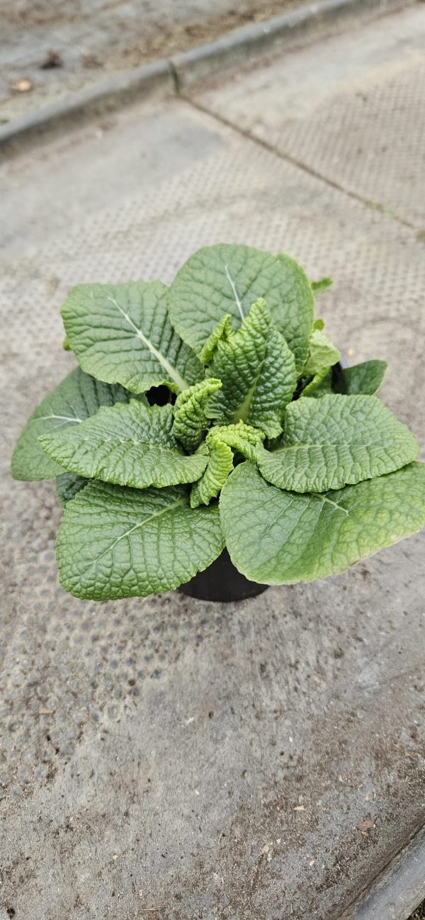 Primula 'Saturn Champagne'