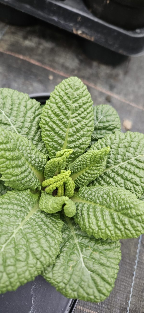 Primula 'Saturn Champagne'