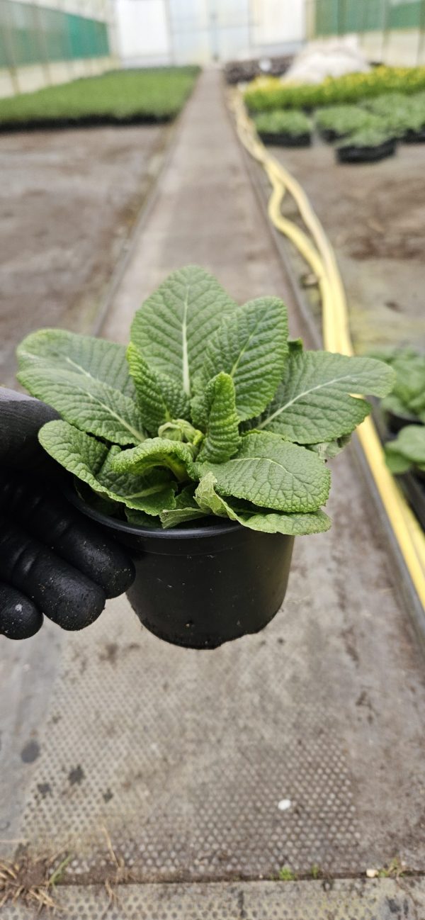 Primula 'Saturn Orange'