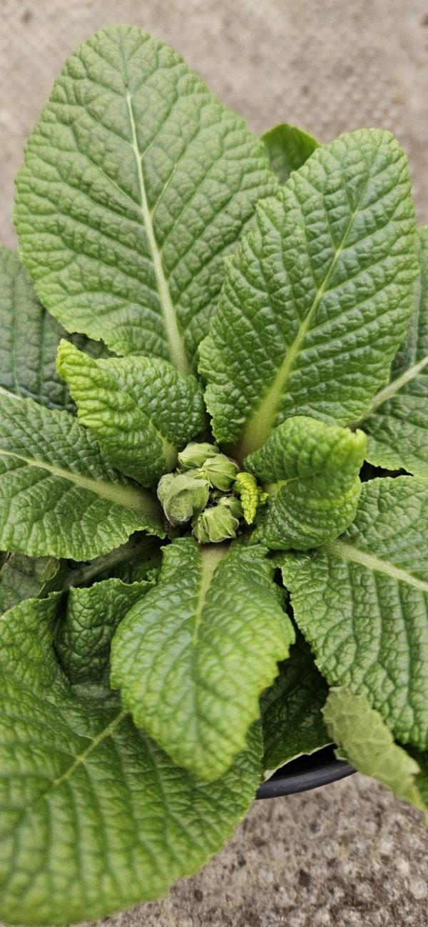 Primula 'Saturn Orange'