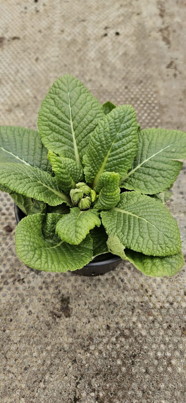 Primula 'Saturn Orange'