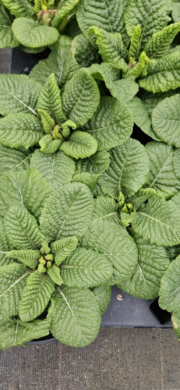 Primula 'Saturn Yellow Splash'