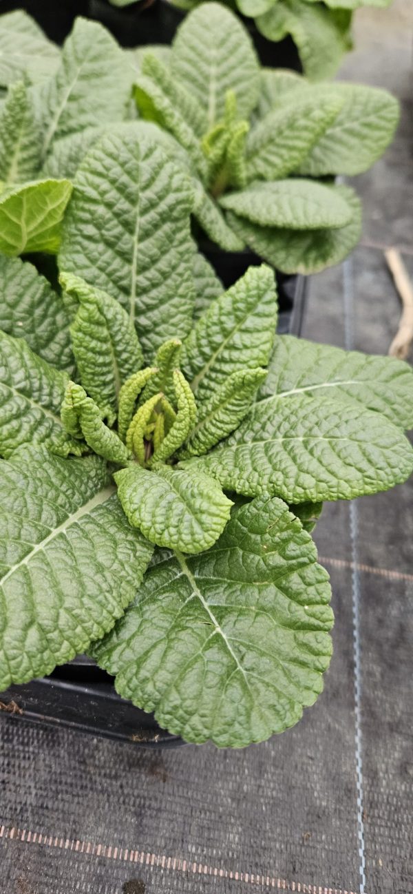 Primula 'Saturn Yellow Splash'
