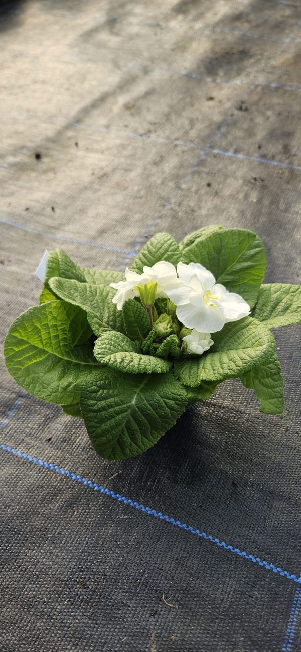 Primula 'Snow White'