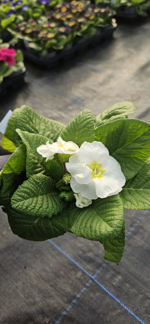 Primula 'Snow White'
