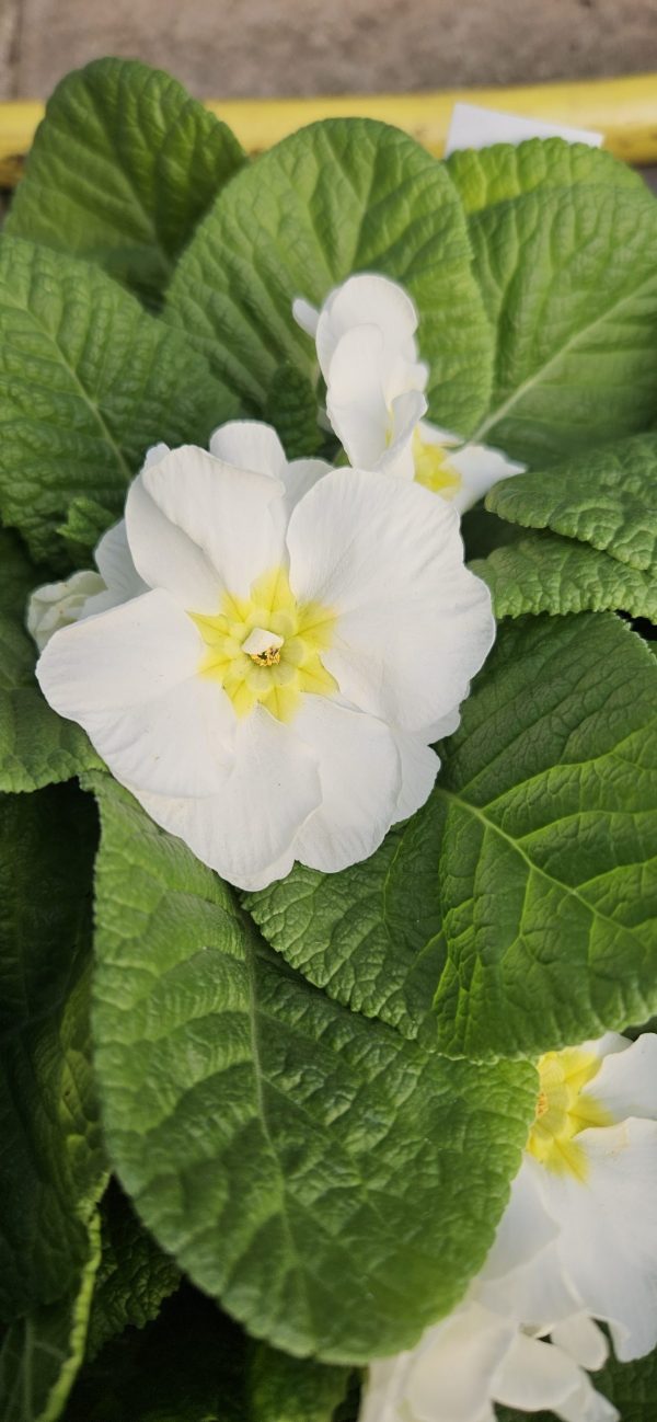 Primula 'Snow White'