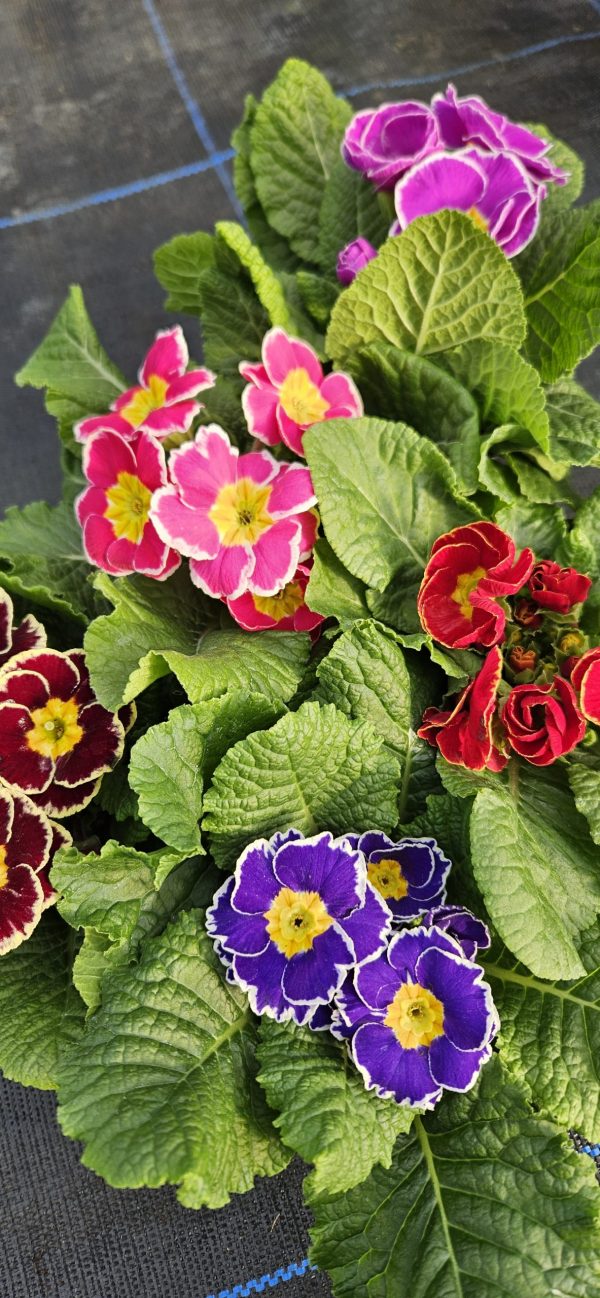 Primula 'Sparkly Mix'