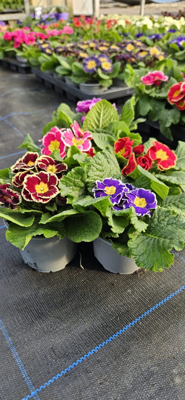 Primula 'Sparkly Mix'