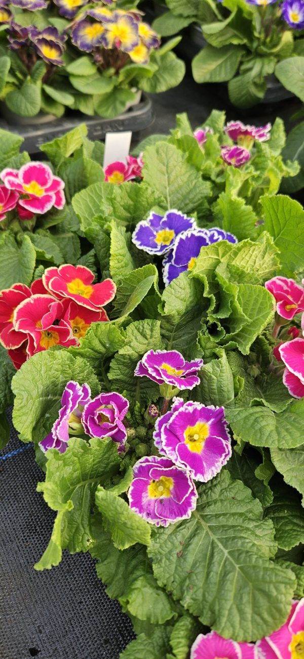 Primula 'Sparkly Mix'