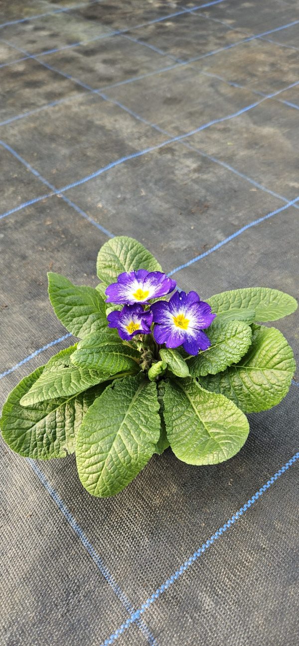 Primula 'Starflame Blue'