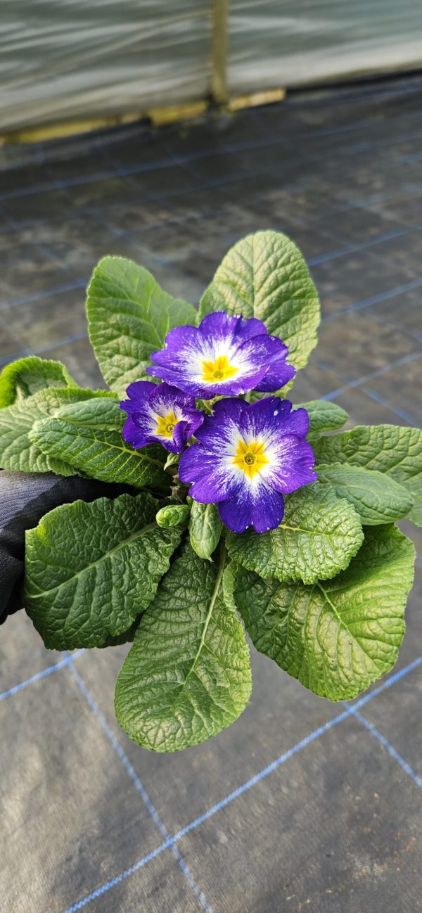 Primula 'Starflame Blue'