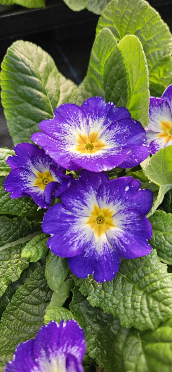 Primula 'Starflame Blue'
