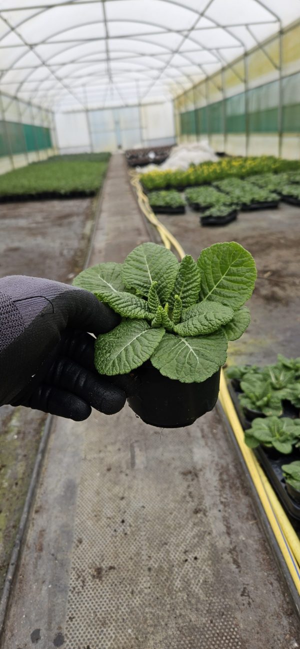 Primula 'Starflame Mix'