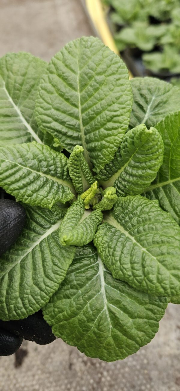 Primula 'Starflame Mix'