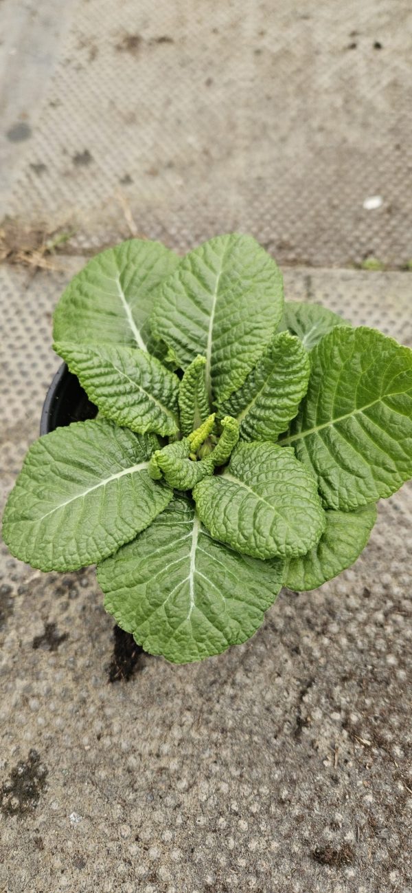 Primula 'Starflame Mix'