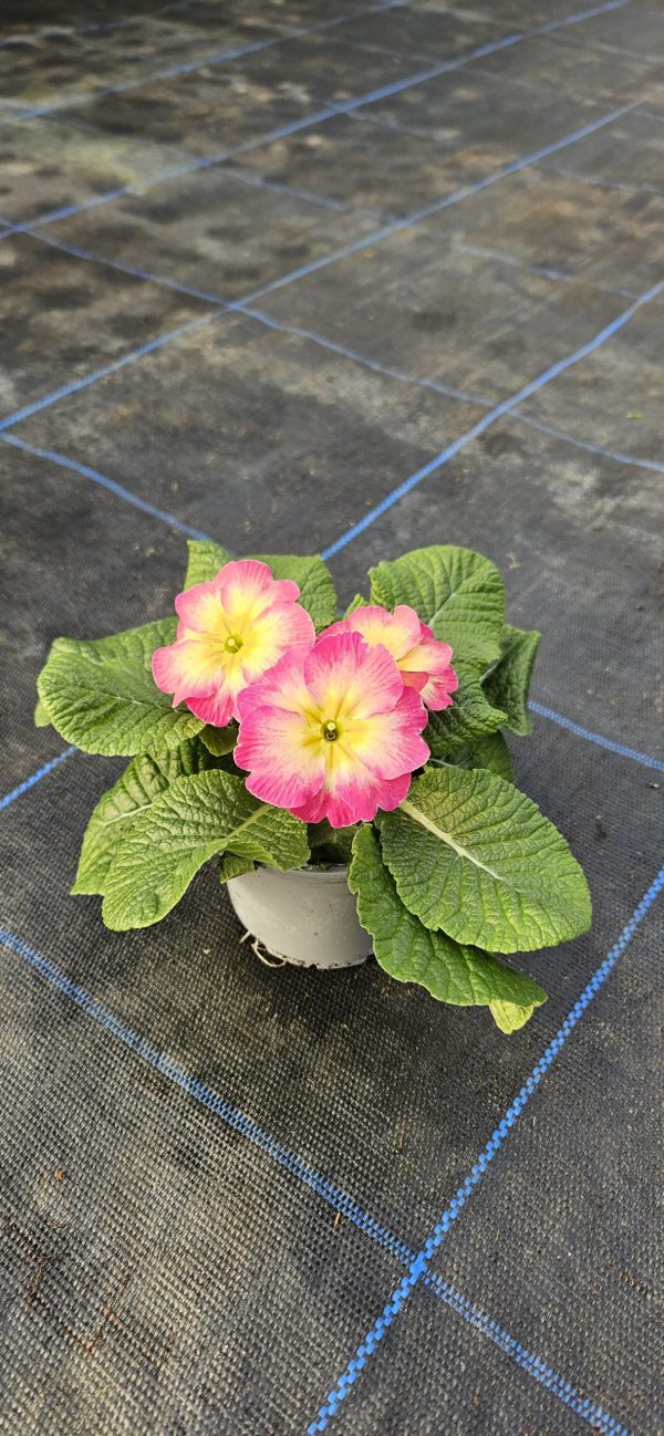 Primula 'Starflame Papaya'