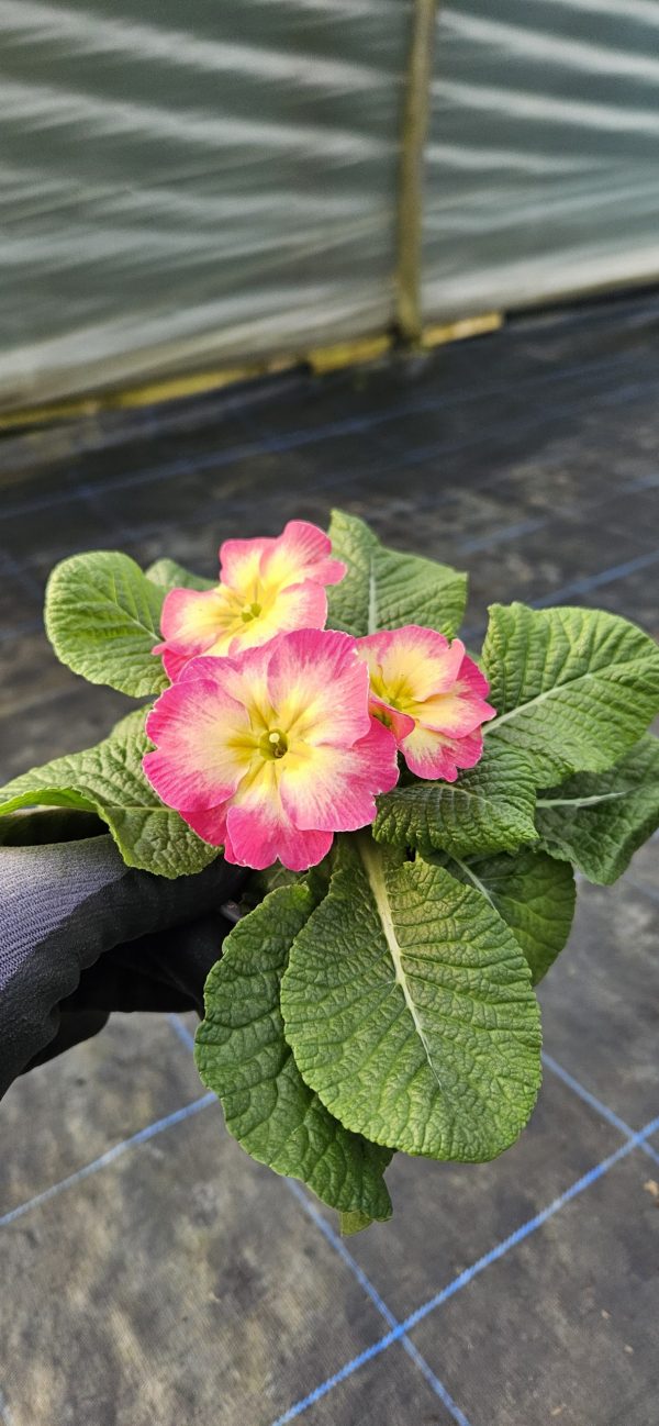 Primula 'Starflame Papaya'