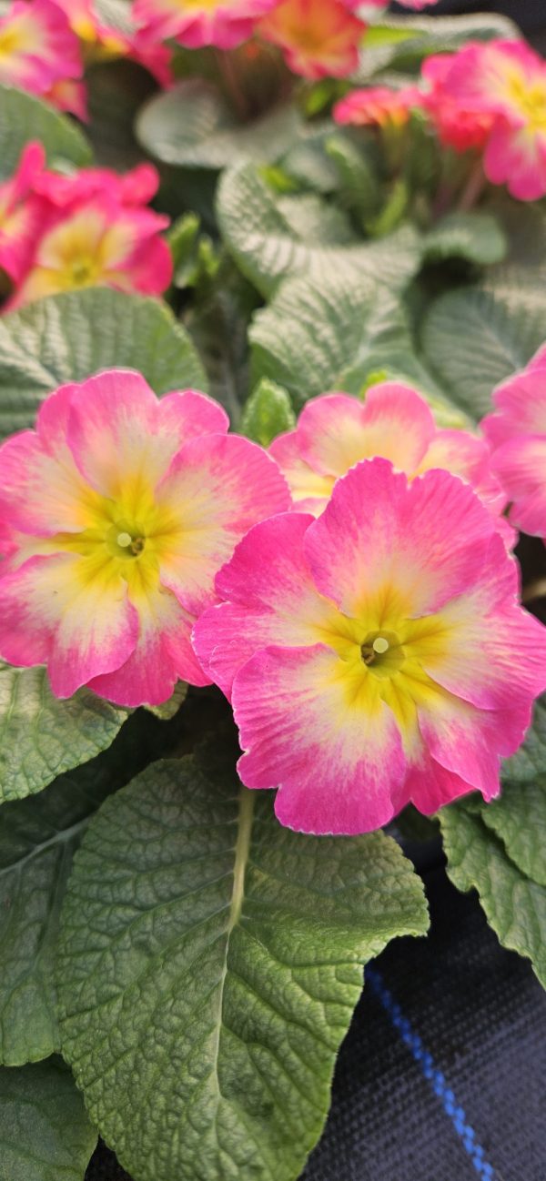 Primula 'Starflame Papaya'