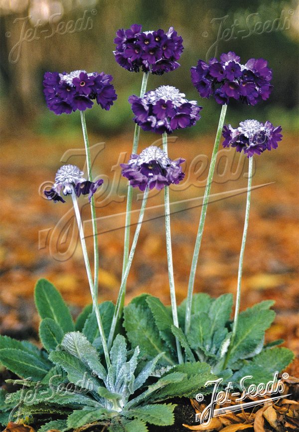 Primula capitata Noverna Deep Blue Primula capitata Noverna Deep Blue