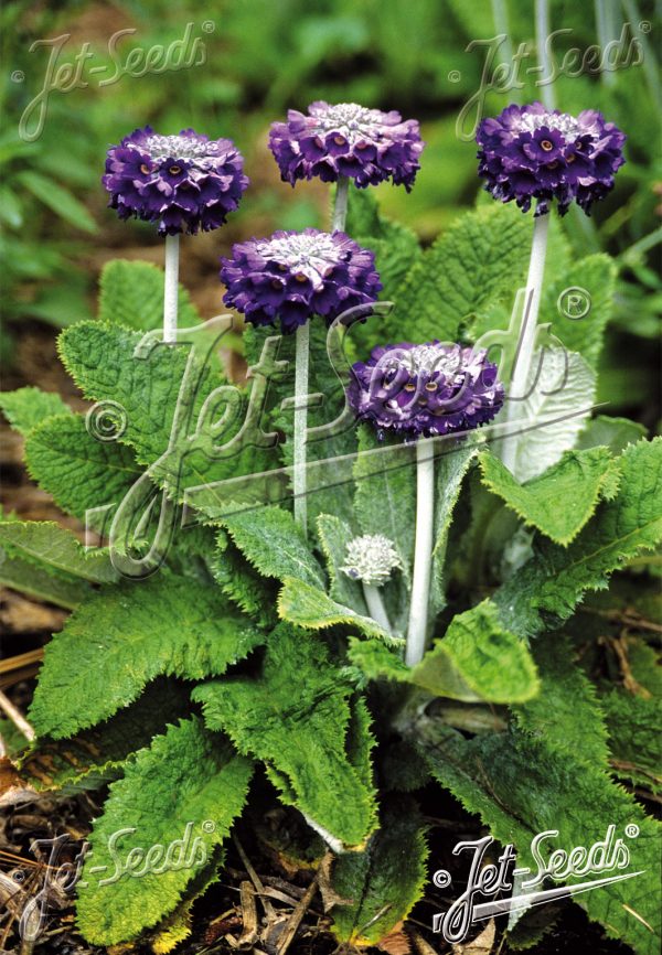 Primula capitata Noverna Deep Blue2 Primula capitata Noverna Deep Blue