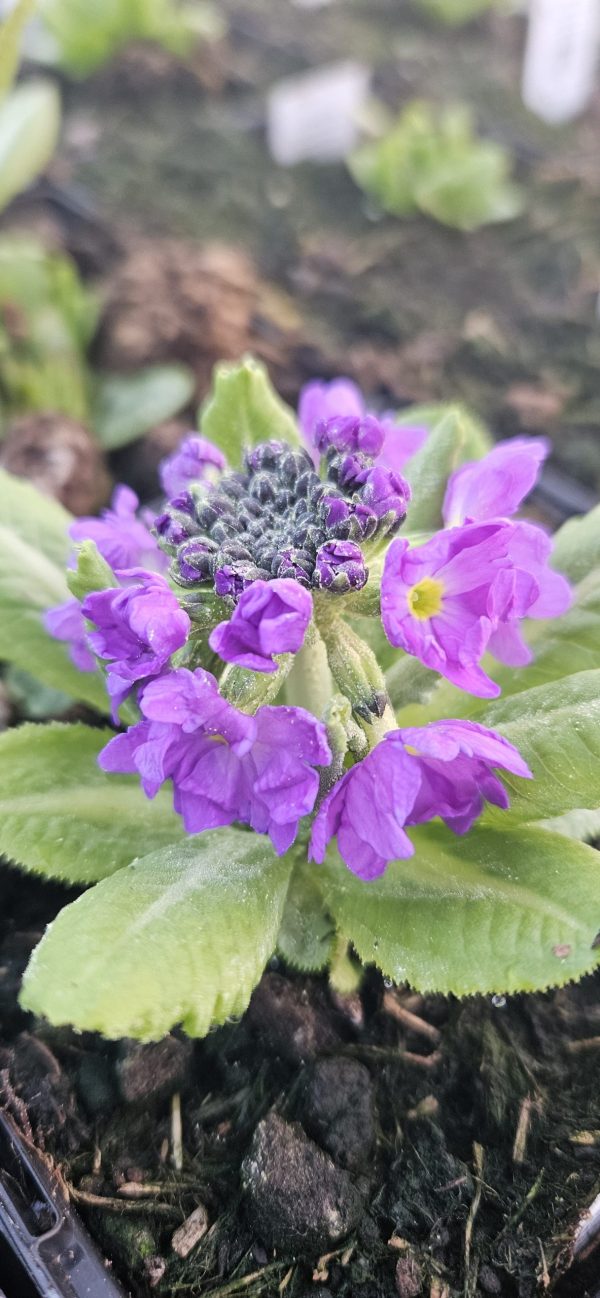 Primula denticulata 'Prom Lilac' Primula denticulata 'Prom Lilac'