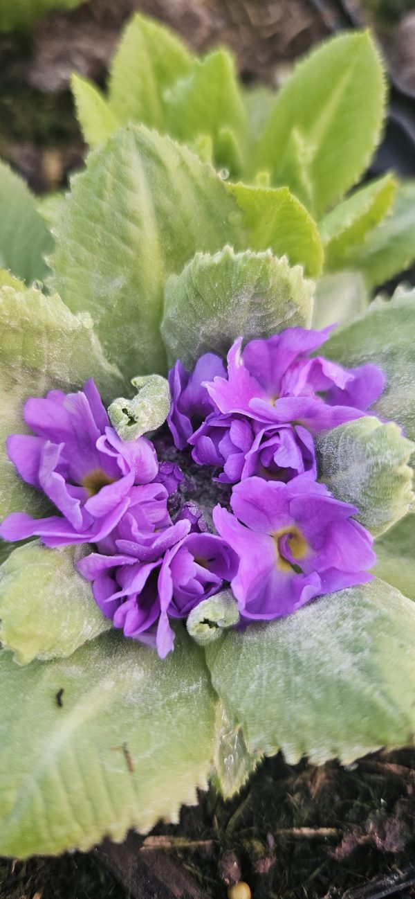 Primula denticulata 'Prom Lilac'2 Primula denticulata 'Prom Lilac'