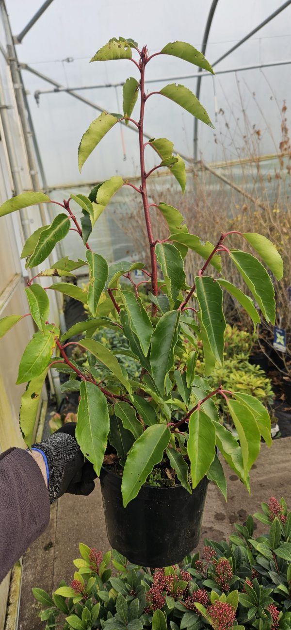 Prunus lusitanica 'Augustifolia'