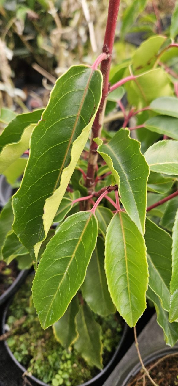 Prunus lusitanica 'Augustifolia'