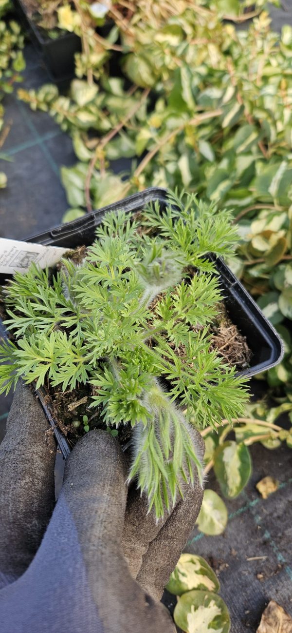 Pulsatilla vulgaris 'Red Bells' Pulsatilla vulgaris 'Red Bells'