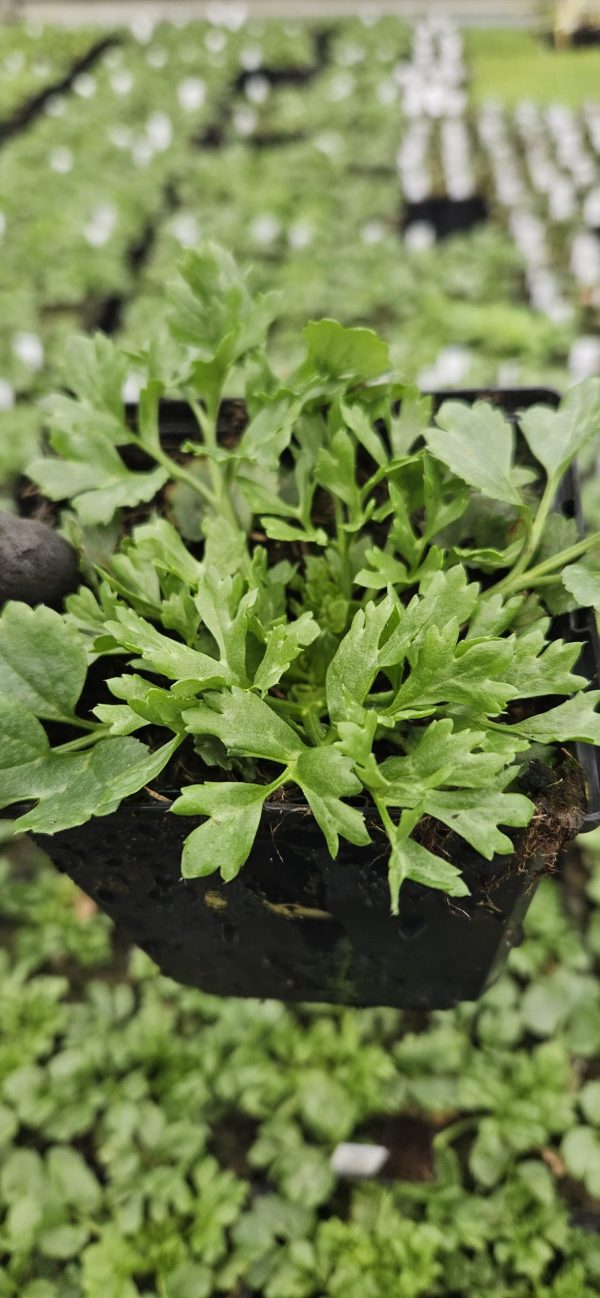 Ranunculus asiaticus 'Vortex Golden Yellow' Ranunculus asiaticus 'Vortex Golden Yellow'