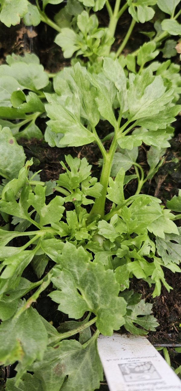 Ranunculus asiaticus 'Vortex Golden Yellow'2 Ranunculus asiaticus 'Vortex Golden Yellow'