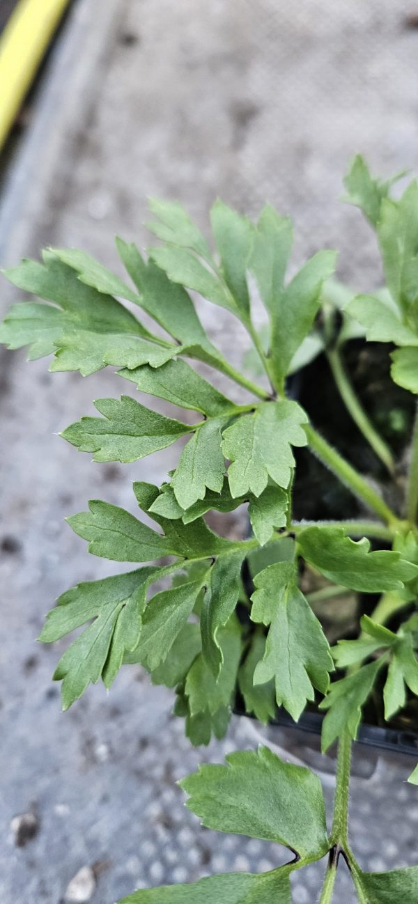 Ranunculus asiaticus 'Vortex Hot Pink' Ranunculus asiaticus 'Vortex Hot Pink'