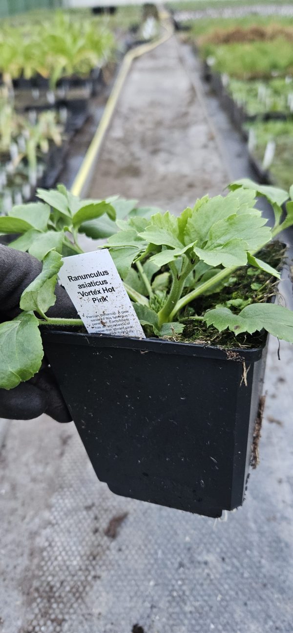 Ranunculus asiaticus 'Vortex Hot Pink'2 Ranunculus asiaticus 'Vortex Hot Pink'