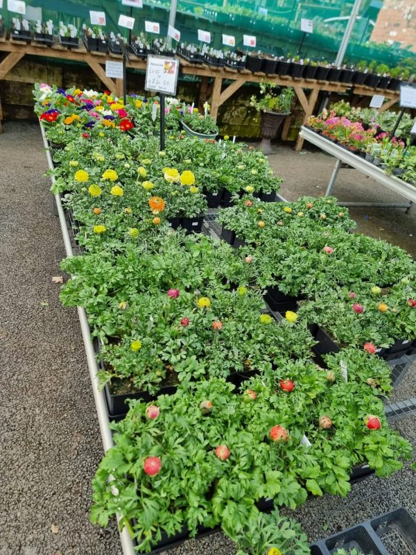Ranunculus asiaticus 'Vortex Mix' Ranunculus asiaticus 'Vortex Mix'