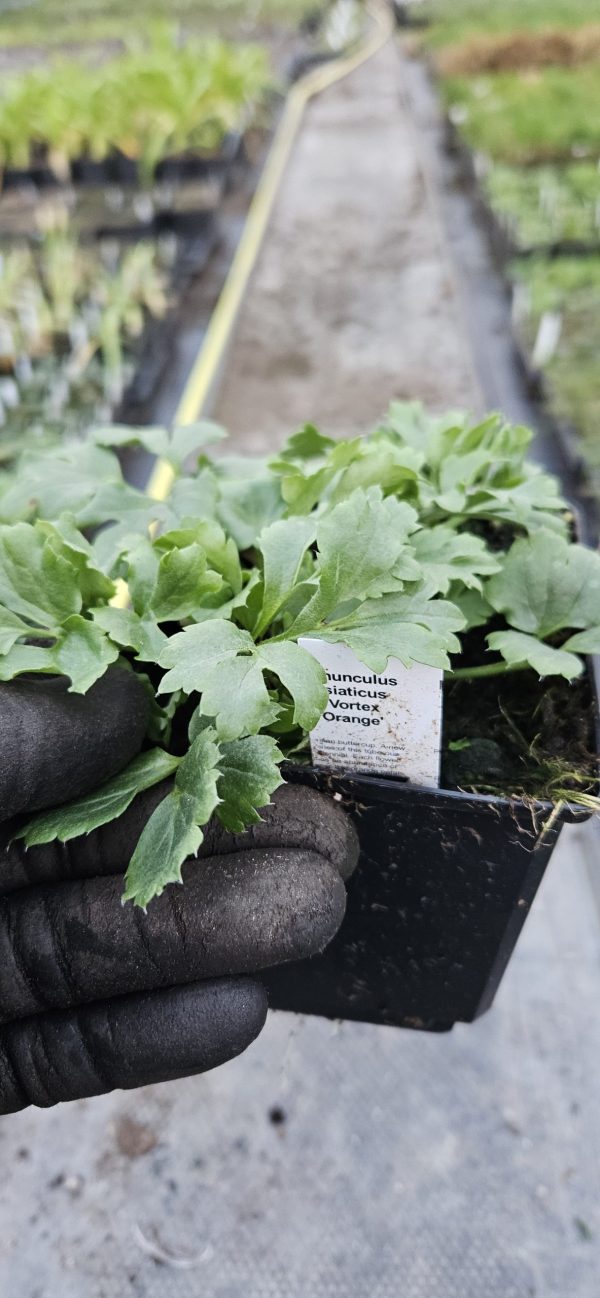Ranunculus asiaticus 'Vortex Orange' Ranunculus asiaticus 'Vortex Orange'