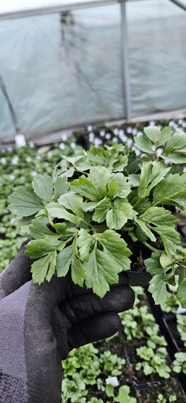 Ranunculus asiaticus 'Vortex Orange Apricot' Ranunculus asiaticus 'Vortex Orange Apricot'