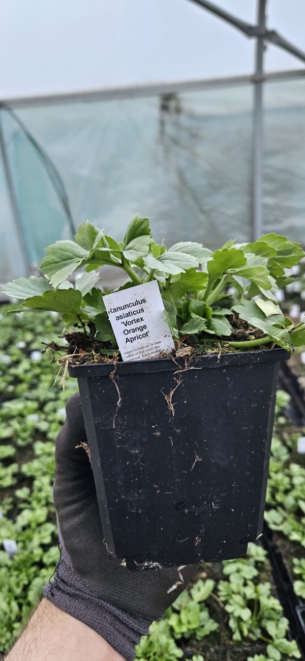 Ranunculus asiaticus 'Vortex Orange Apricot'2 Ranunculus asiaticus 'Vortex Orange Apricot'