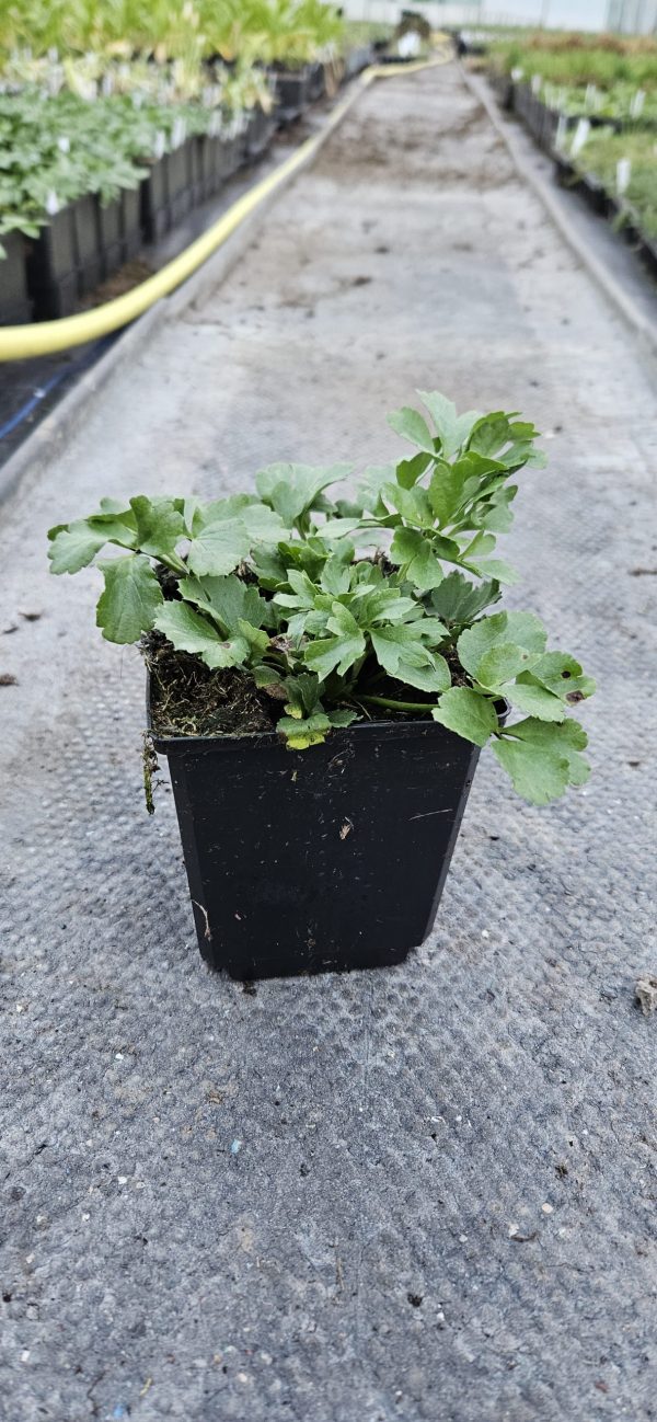 Ranunculus asiaticus 'Vortex Orange Pink'