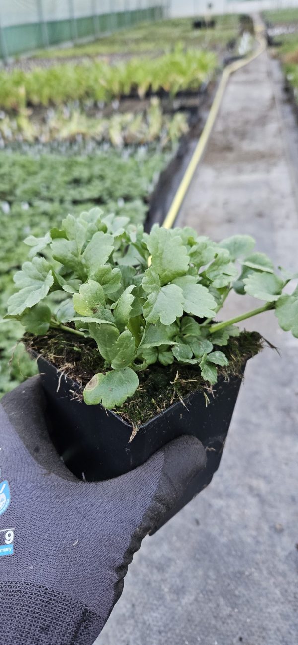 Ranunculus asiaticus 'Vortex Orange Pink'