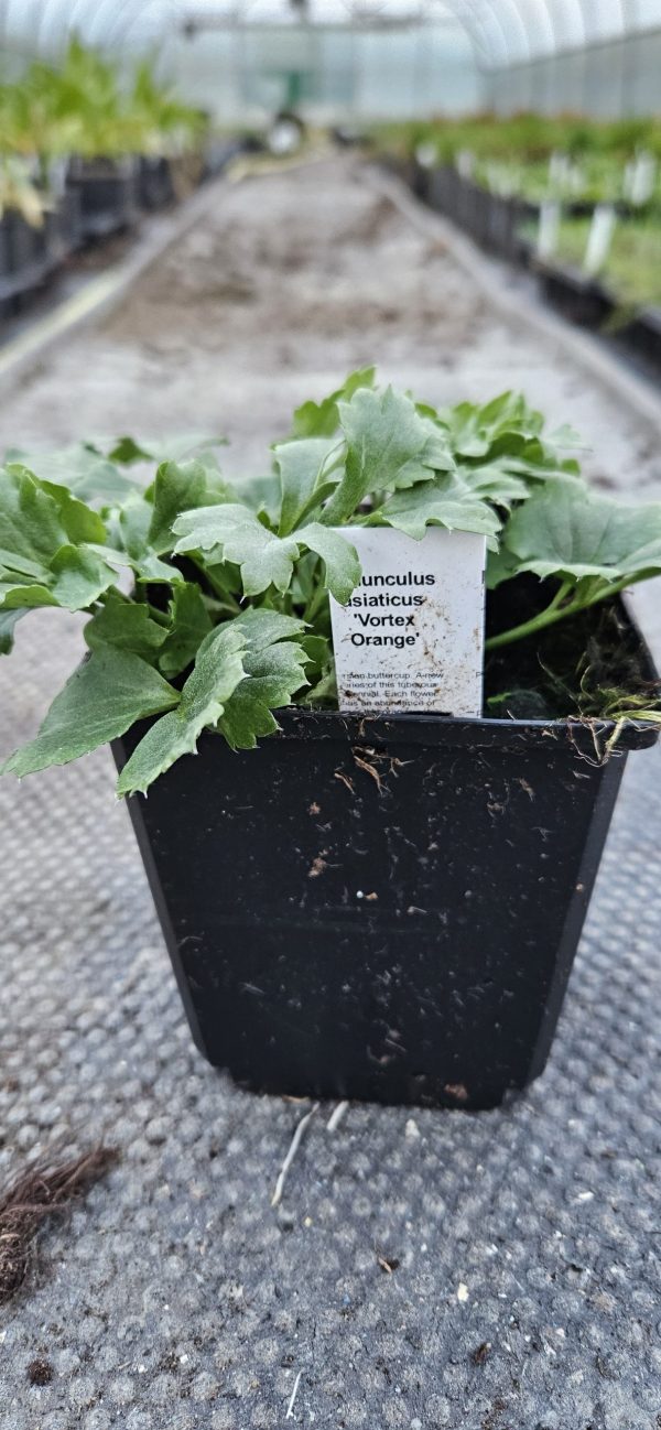 Ranunculus asiaticus 'Vortex Orange'2 Ranunculus asiaticus 'Vortex Orange'
