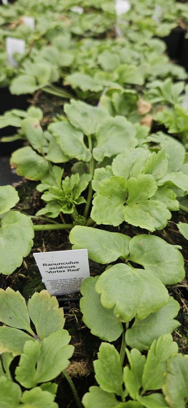 Ranunculus asiaticus 'Vortex Red' Ranunculus asiaticus 'Vortex Red'